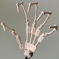 Finger Skeleton